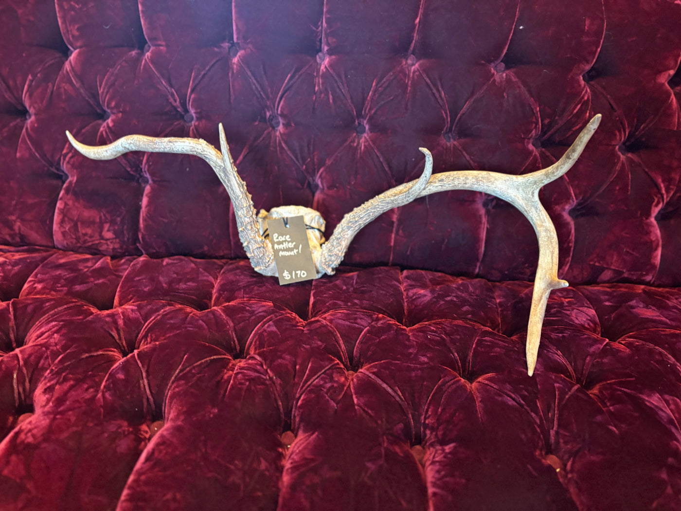 Asymmetrical Antler Mount