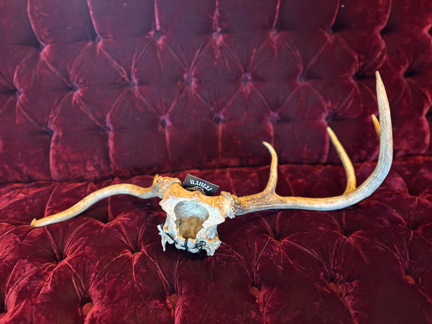 Asymmetrical Antler Mount