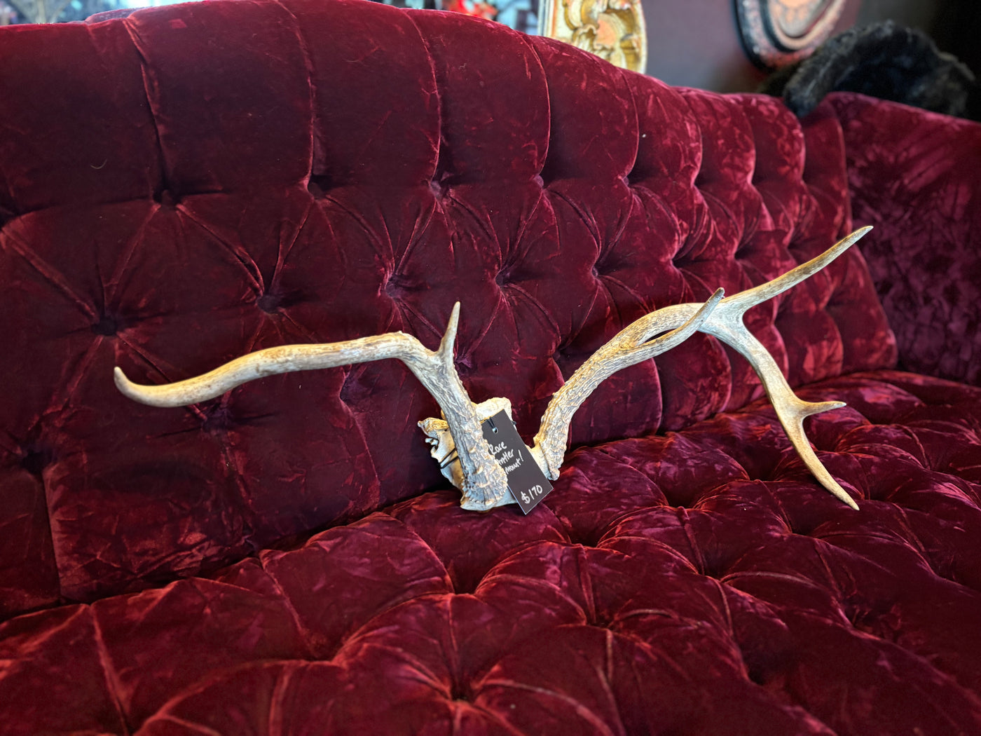 Asymmetrical Antler Mount