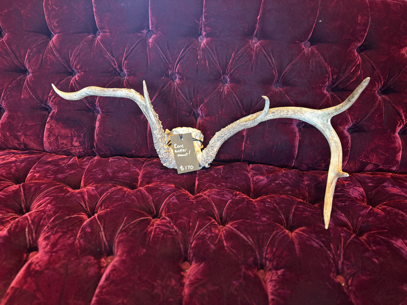 Asymmetrical Antler Mount