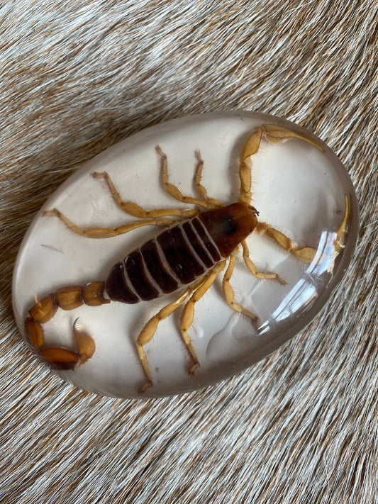‘Scorpion Sting’ Belt Buckle